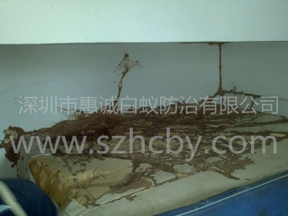 白蟻防治與白蟻知識