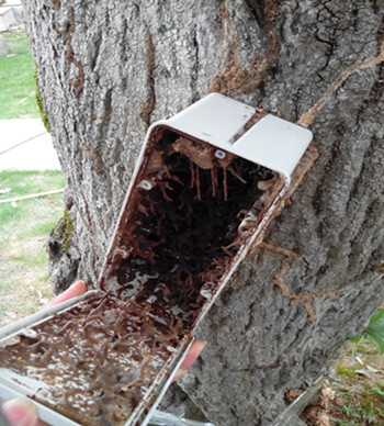 深圳白蟻防治公司工作人員到求水山公園檢查白蟻危害情況