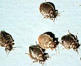 ƽ�������x(ch��ng)-ƽ���(zh��n)��ľ��^(q��)�@���I(y��)�@���ᚢ���x(ch��ng)